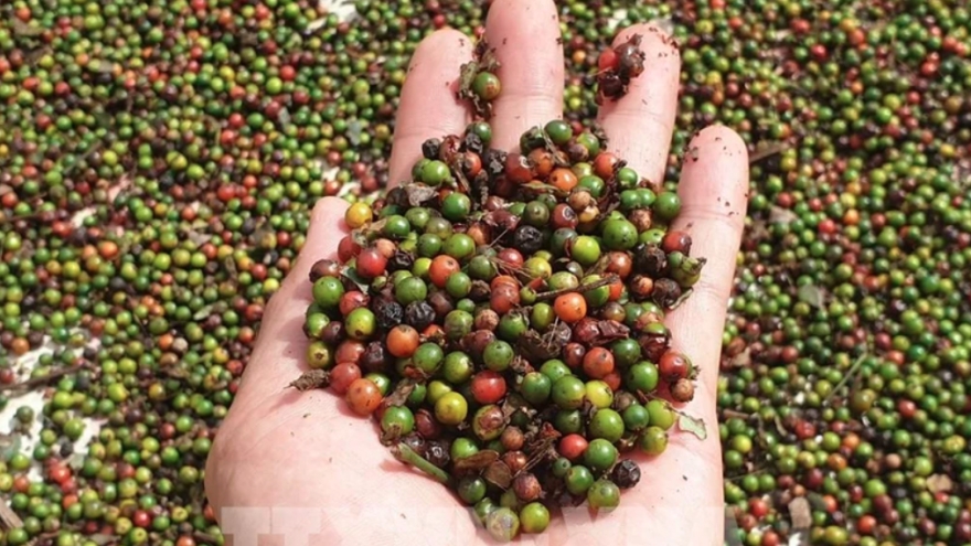 US emerges as biggest consumer of Vietnam’s pepper